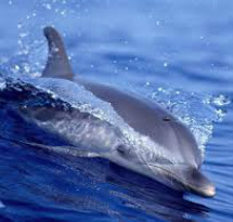 Do Dolphins Dream?